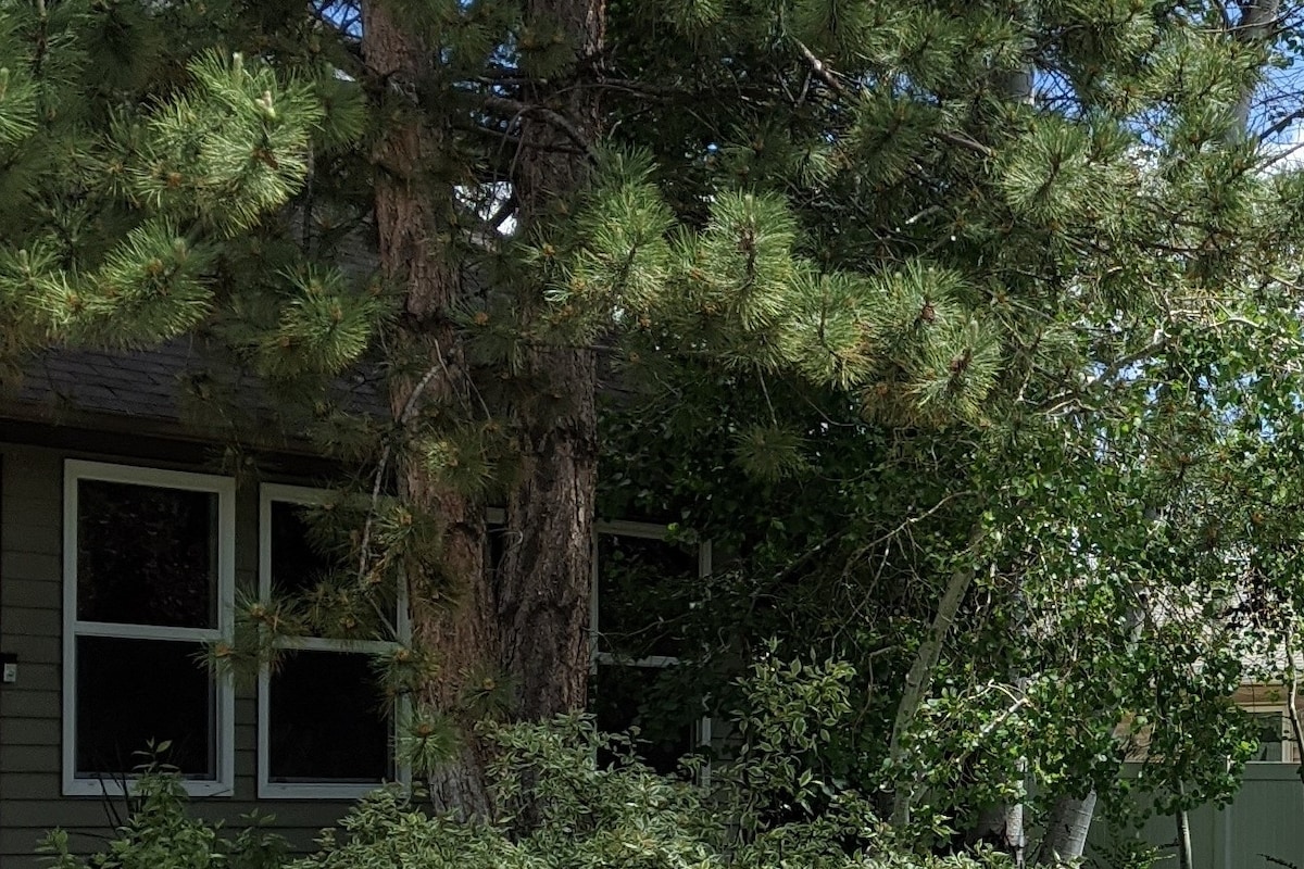 A shaded area features tall pine and leafy trees, surrounding a cozy residential building. Large windows allow natural light to enter. Lush green vegetation is visible in the foreground, creating a feeling of seclusion and tranquility in the setting.