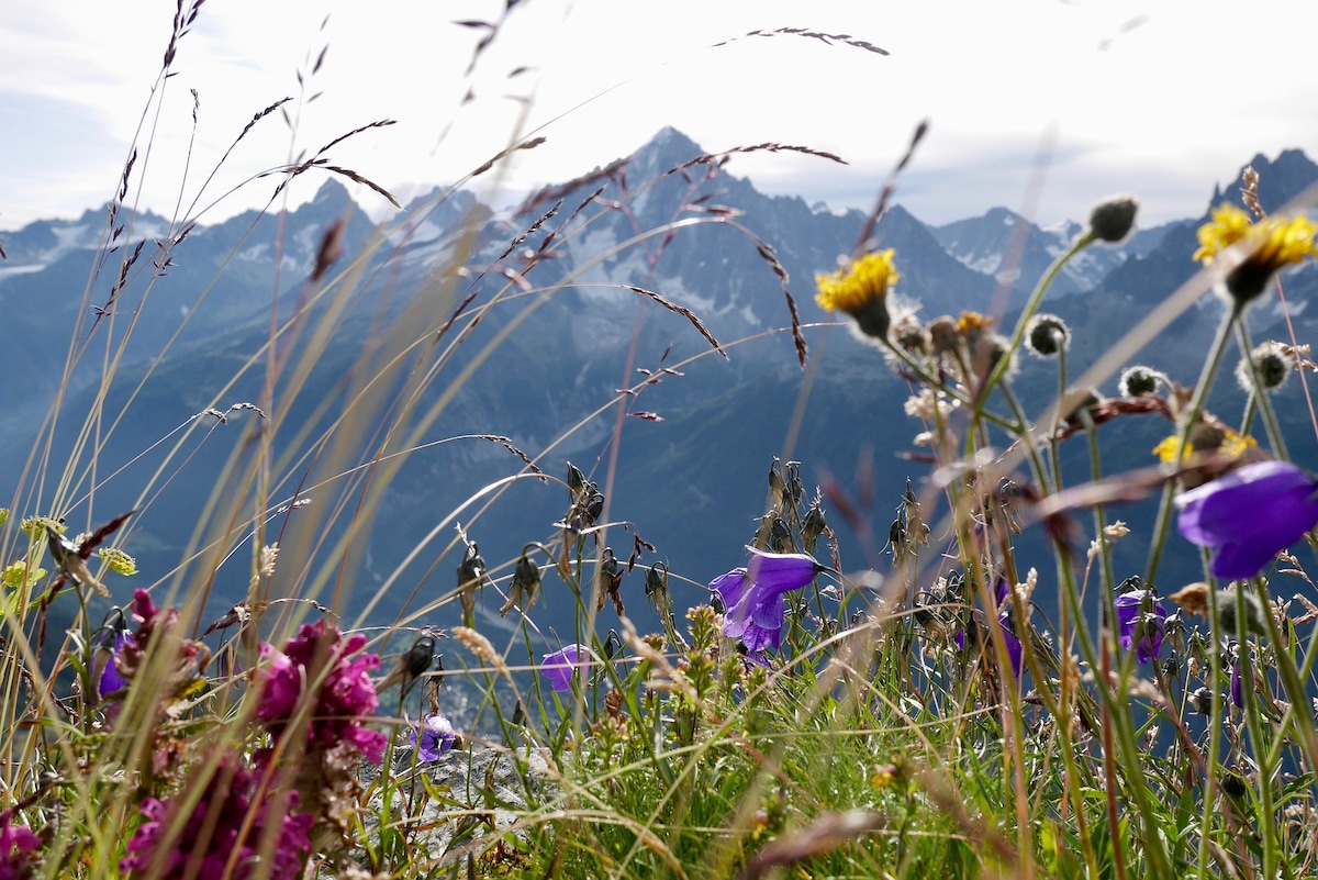 A vibrant array of wildflowers in purple, yellow, and pink is visible in the foreground, framed by tall grasses. In the background, majestic mountains rise under a softly illuminated sky, creating a serene natural landscape.