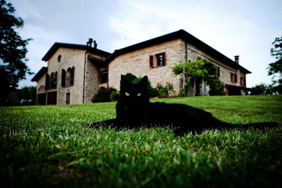 A black cat rests on the lush green grass in the foreground, with a rustic stone house visible in the background. The house features a mix of brown shutters and a slate roof, surrounded by a serene countryside landscape.