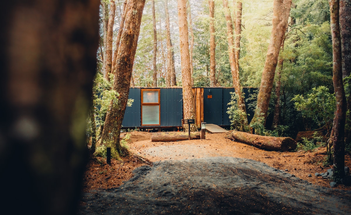 The exterior of a rustic cabin is framed by towering trees and surrounded by a forest floor of rich brown soil and pine needles. A small pathway leads to the cabin's entrance, partially obscured by fallen logs and greenery.