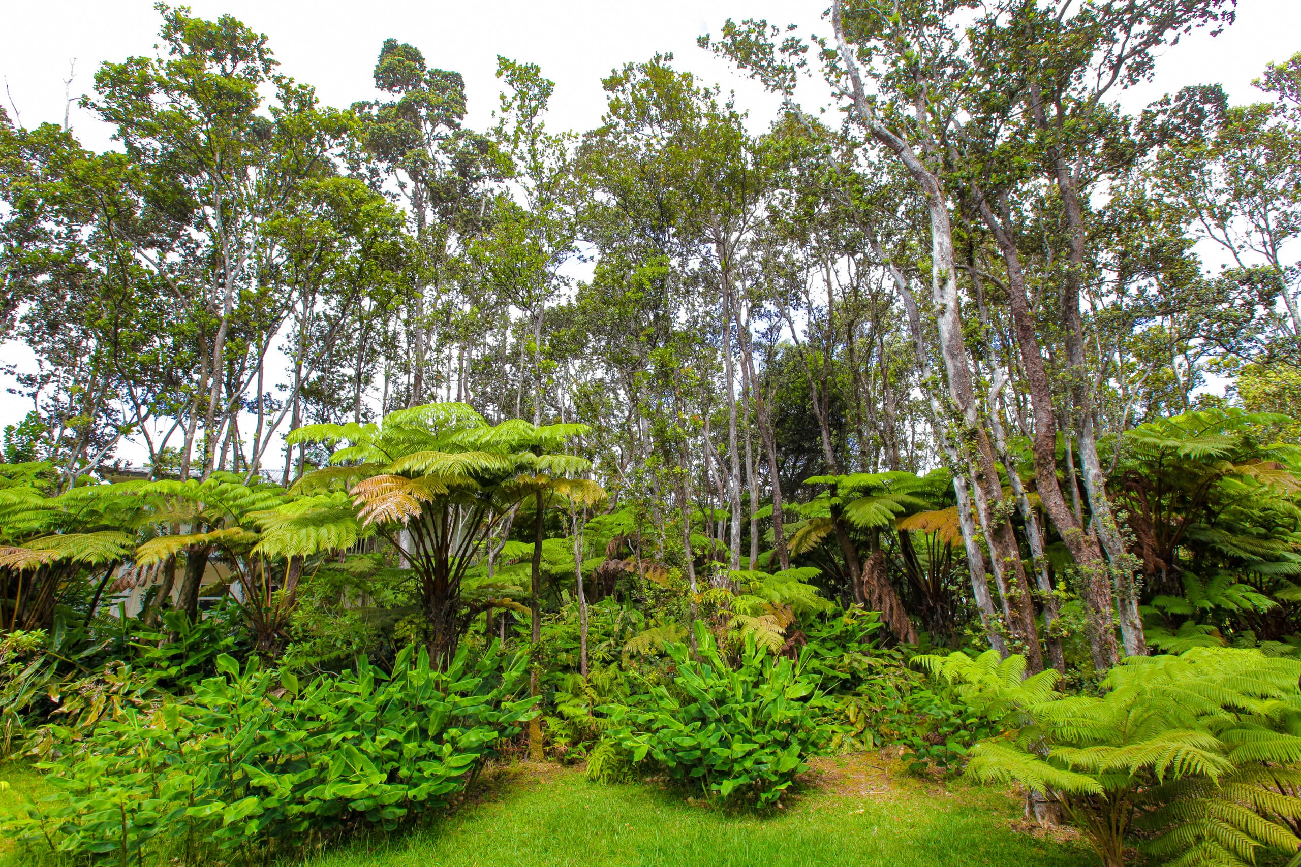 Cabin in Volcano · ★4.88 · 1 bedroom · 1 bed · 1 private bath - Image 15