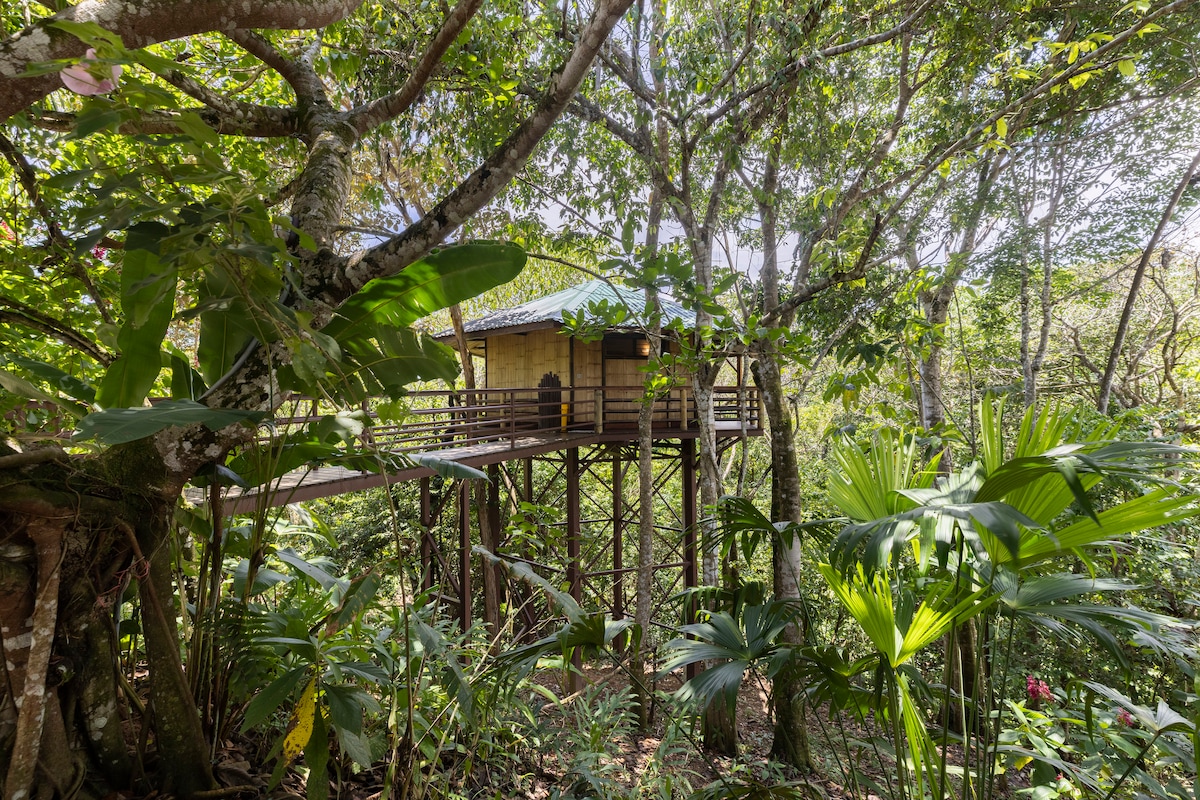 A modern treehouse is nestled among lush greenery, supported by wooden stilts. The structure's natural materials blend harmoniously with the surrounding forest, providing a serene retreat. Tropical plants frame the view, enhancing the sense of seclusion and connection to nature.
