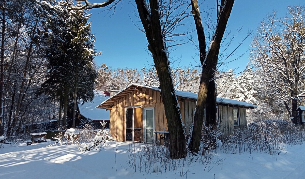A wooden cabin is surrounded by a snowy landscape, with tall trees providing a natural frame. The structure features large windows, allowing natural light to illuminate the interior. Fresh snow blankets the ground, creating a serene and tranquil atmosphere.