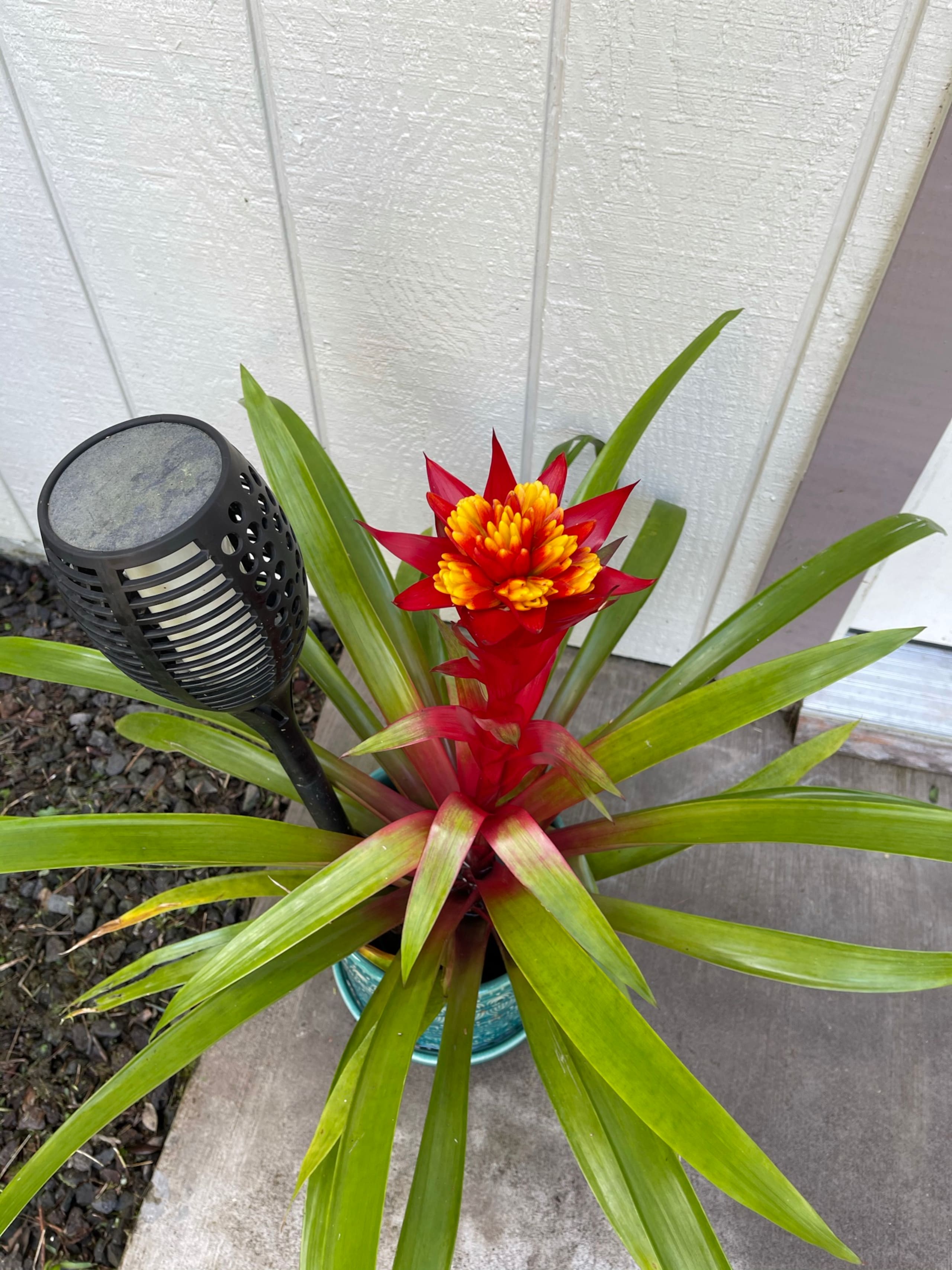Condo in Hilo · ★4.94 · 1 bedroom · 2 beds · 1 private bath - Image 17