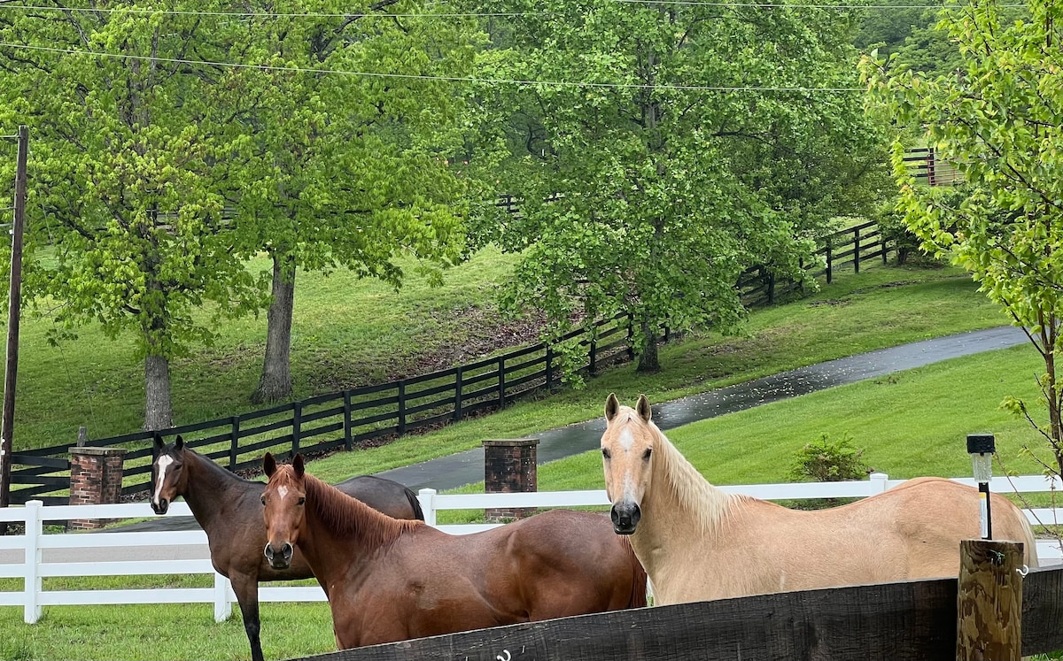 Three horses stand in a green pasture, framed by lush trees and a white fence. The landscape showcases neatly manicured grass, with a gravel path winding through the background, leading to additional tree-lined areas.