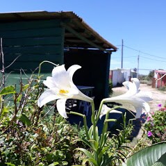 White lilies bloom gracefully in the foreground, set against a backdrop of a green wooden structure. A clear blue sky frames the scene, while a hint of outdoor seating area is visible in the distance, surrounded by various plants and flowering greenery.