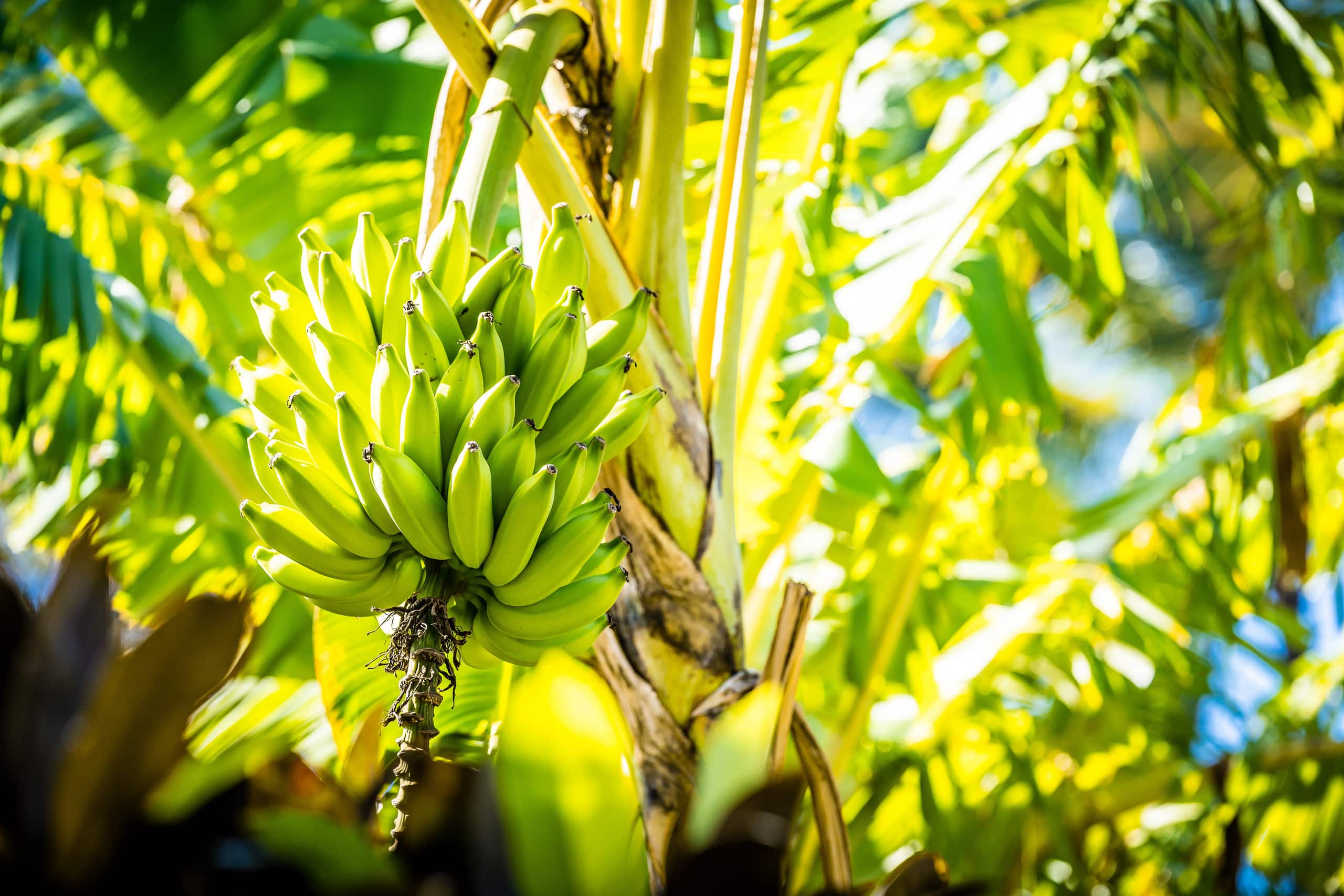 Peaceful Maui Bungalow | Ka Hale Aloha-Love Shack - Image 17
