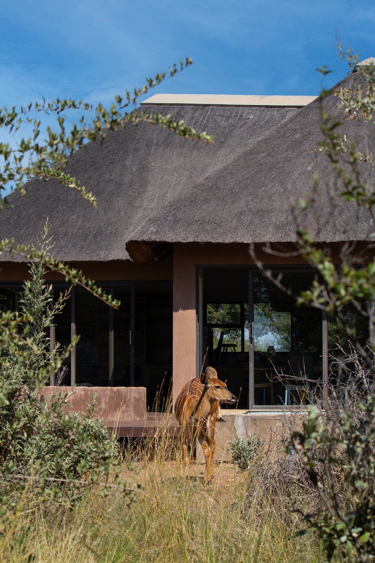 A view of a modern structure with a thatched roof is framed by lush greenery. A calm animal stands in the foreground, while expansive glass windows reveal a glimpse of the interior space. The natural surroundings contribute to a serene atmosphere.