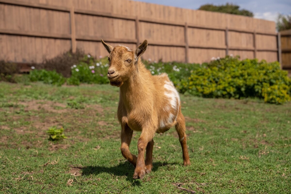 A lively miniature goat is seen playfully running across a green grassy area. A wooden fence borders the background, while vibrant greenery and colorful flowers add a natural touch to the scene.