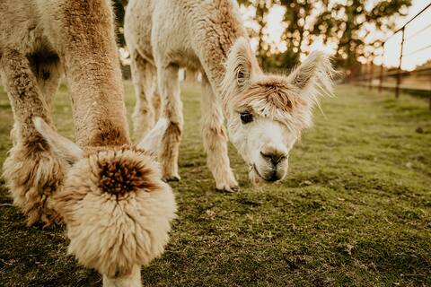 Farm Experience & Animal Sanctuary near Sequoias