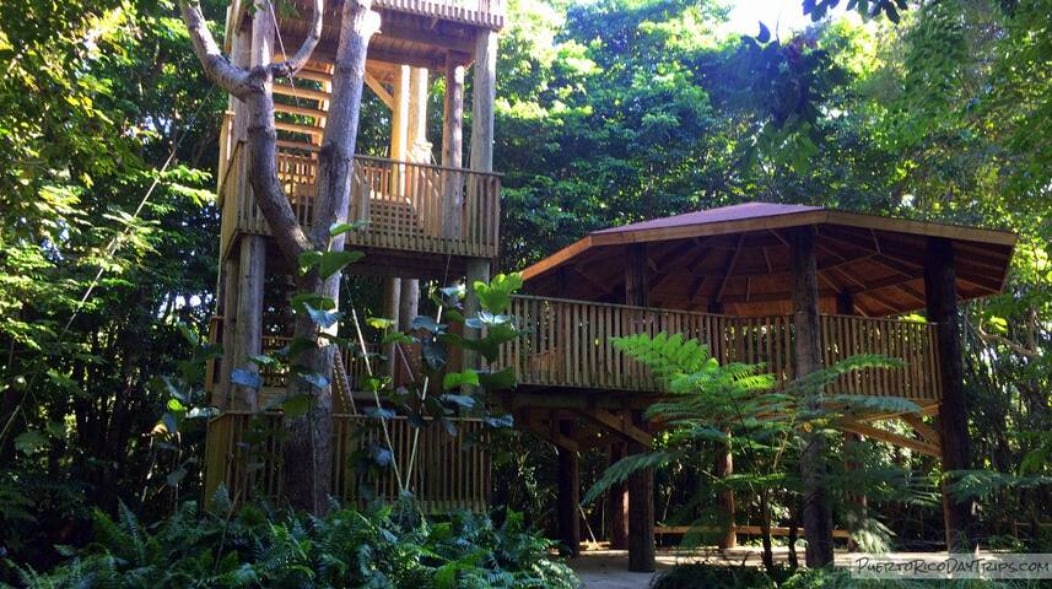 A wooden structure is nestled among lush greenery, featuring a raised platform and a sheltered area underneath. Various ferns and tropical plants surround the space, enhancing the natural setting while large trees create a tranquil canopy overhead.