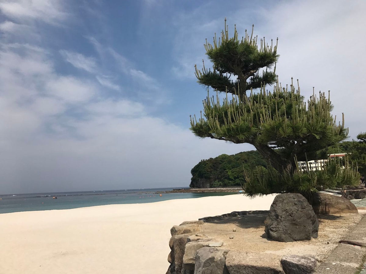 A coastal scene is depicted with a large, well-maintained pine tree standing atop a stone wall. The sandy beach and calm waters extend into the distance, with gentle waves lapping at the shore under a partly cloudy sky.