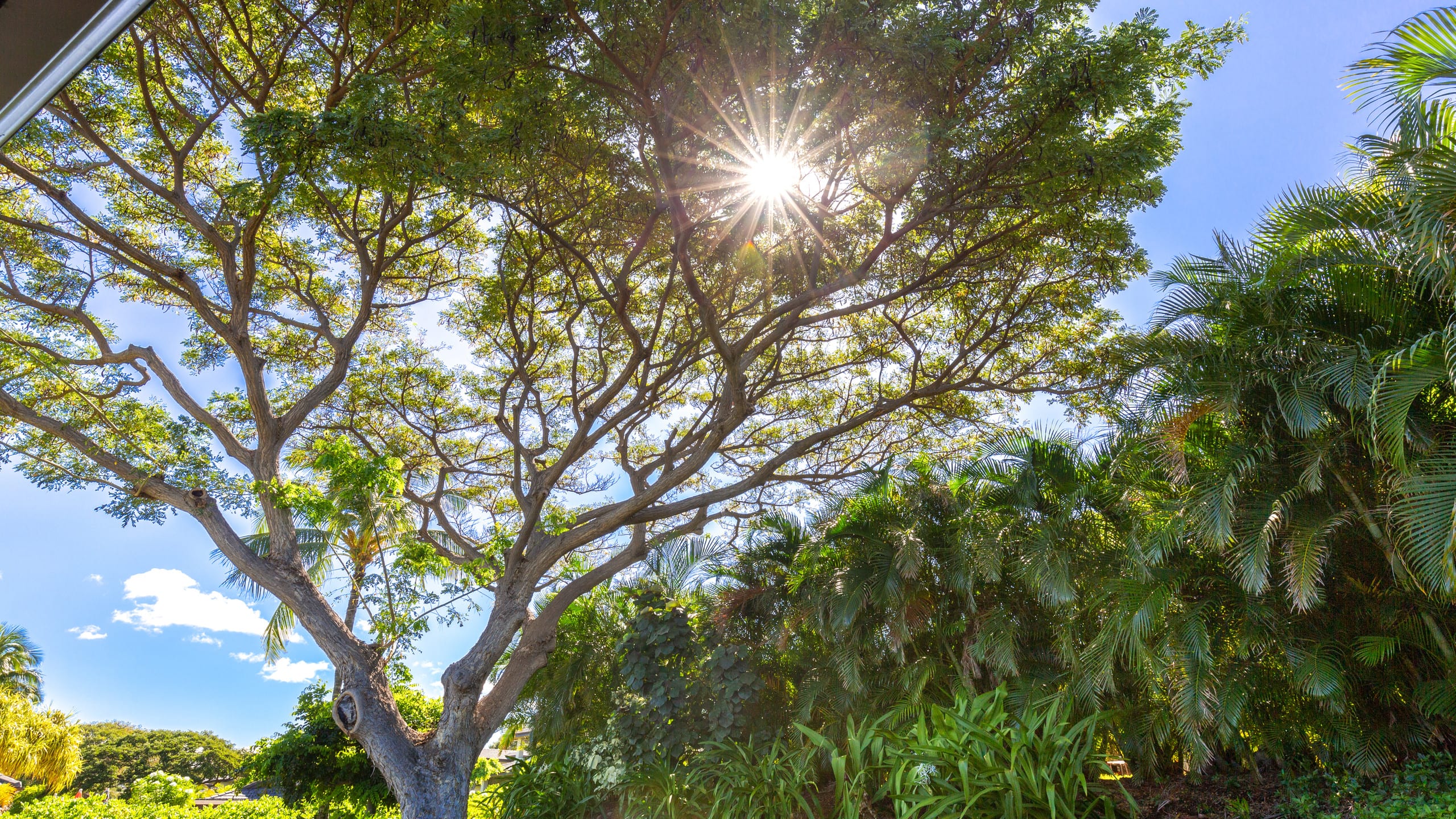 Home in Waimea · ★4.95 · 3 bedrooms · 5 beds · 3.5 baths - Image 51