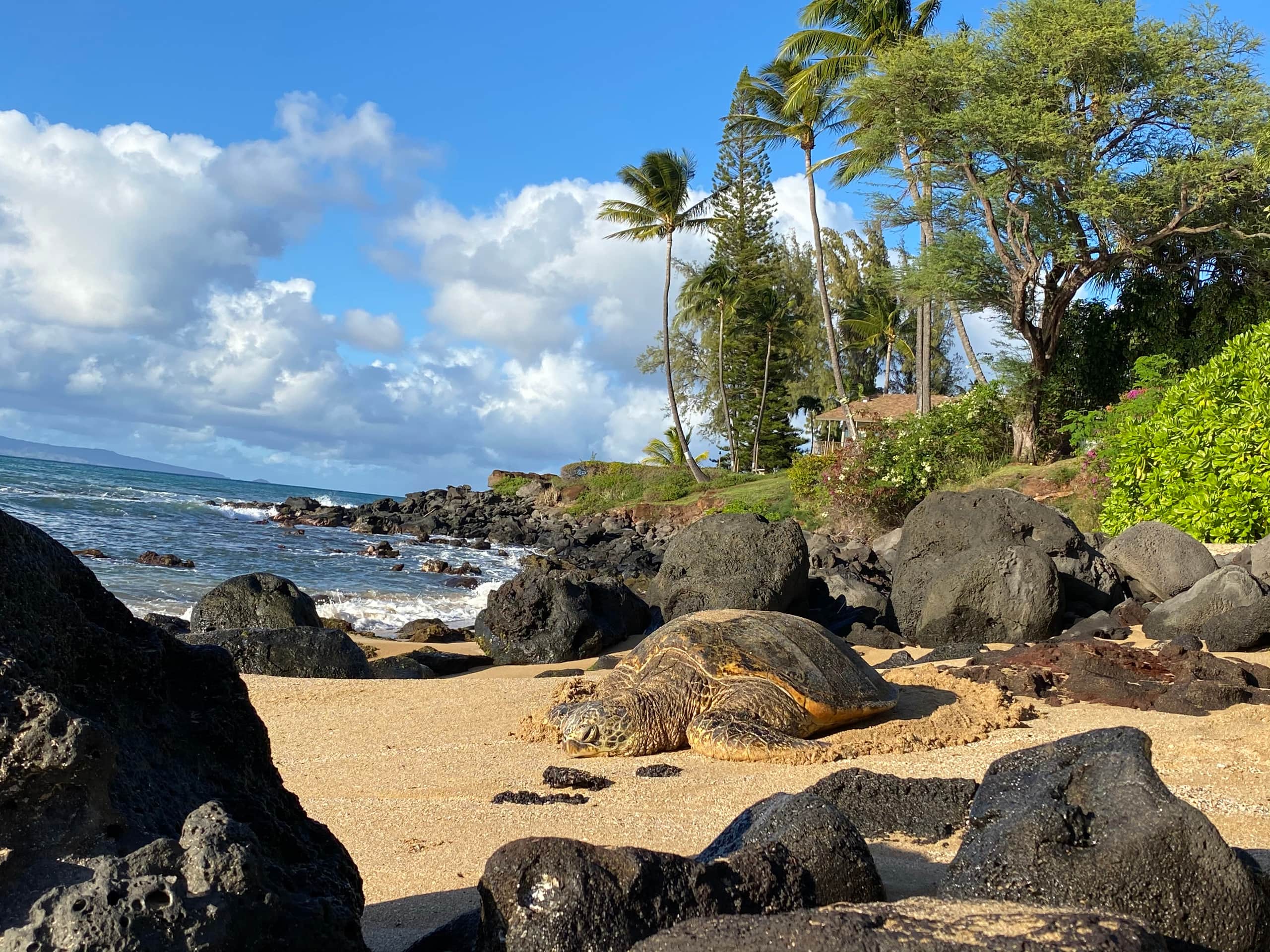 Condo in Lahaina · ★4.97 · 1 bedroom · 1 bed · 1 bath - Image 3