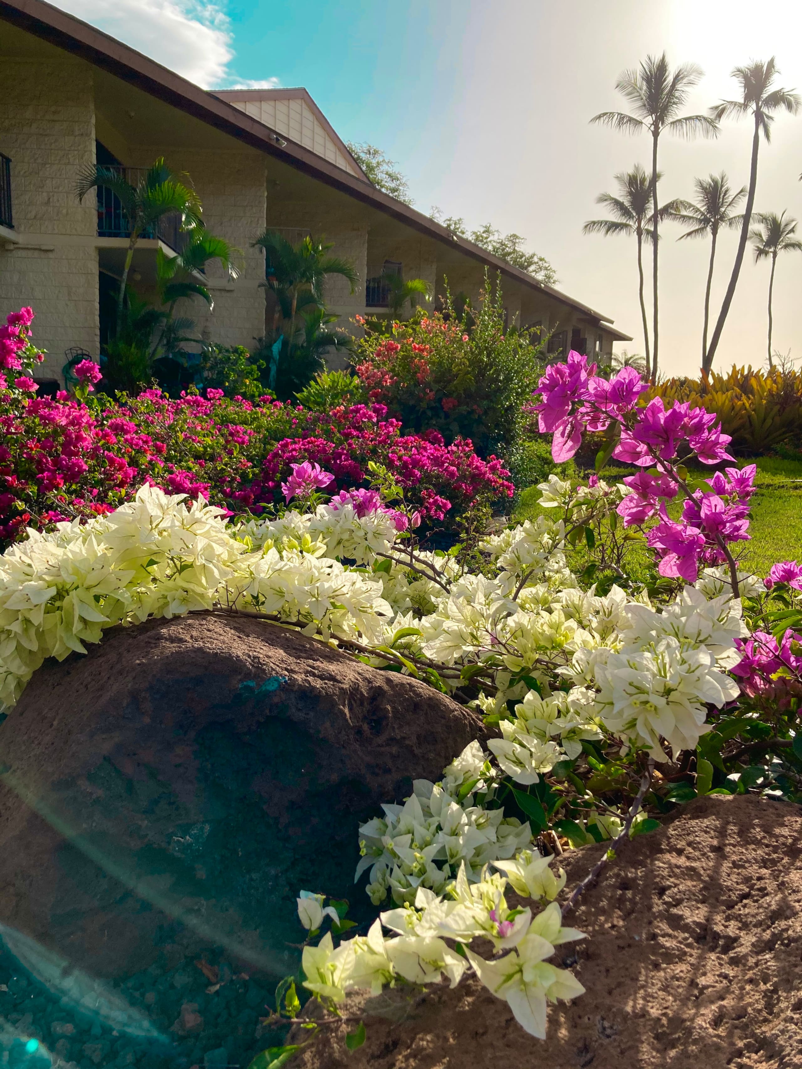 Condo in Kihei · ★4.91 · 1 bedroom · 2 beds · 1 bath - Image 12