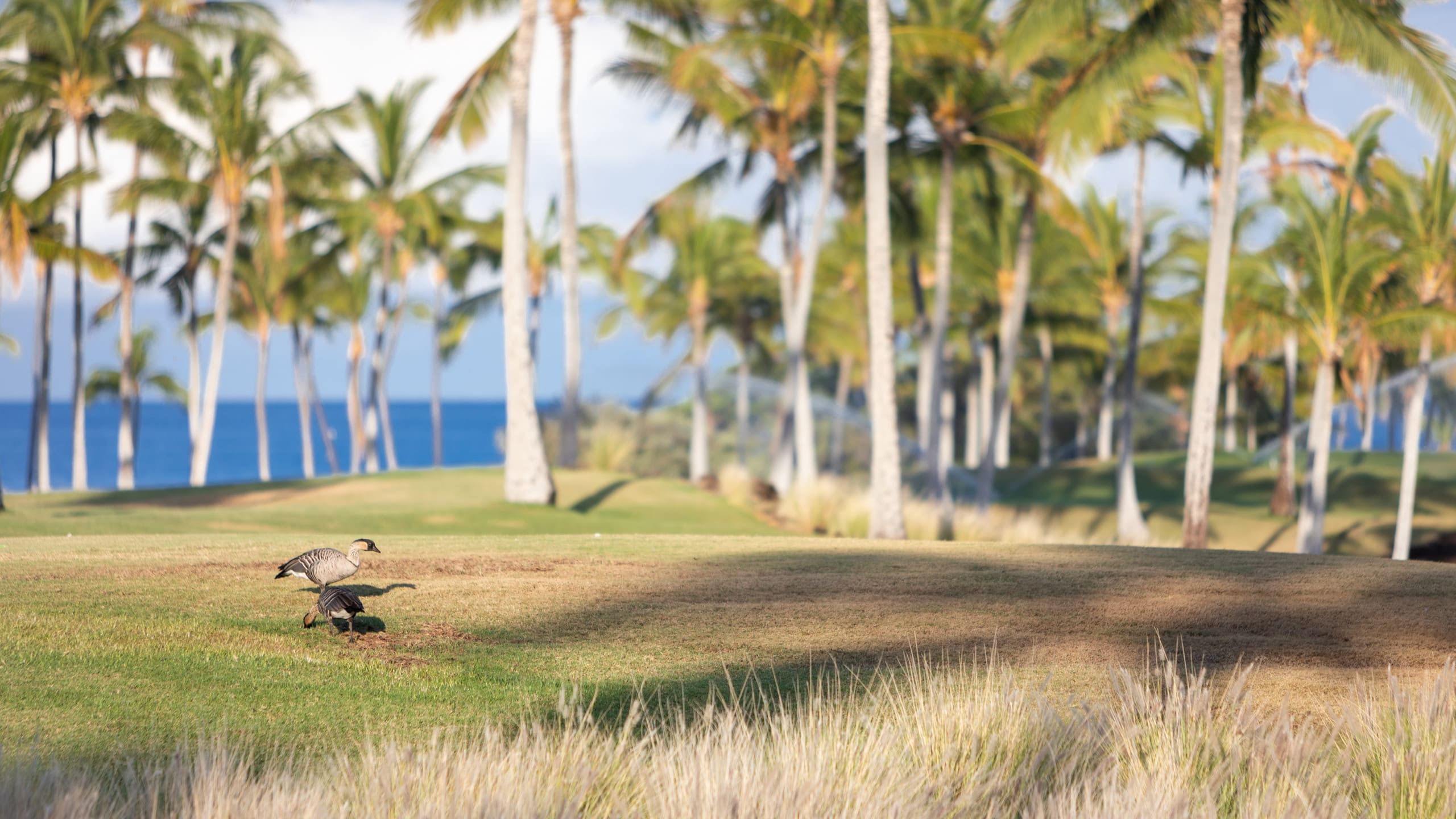 Townhouse in Waikoloa Village · ★4.84 · 3 bedrooms · 4 beds · 2 baths - Photo 45