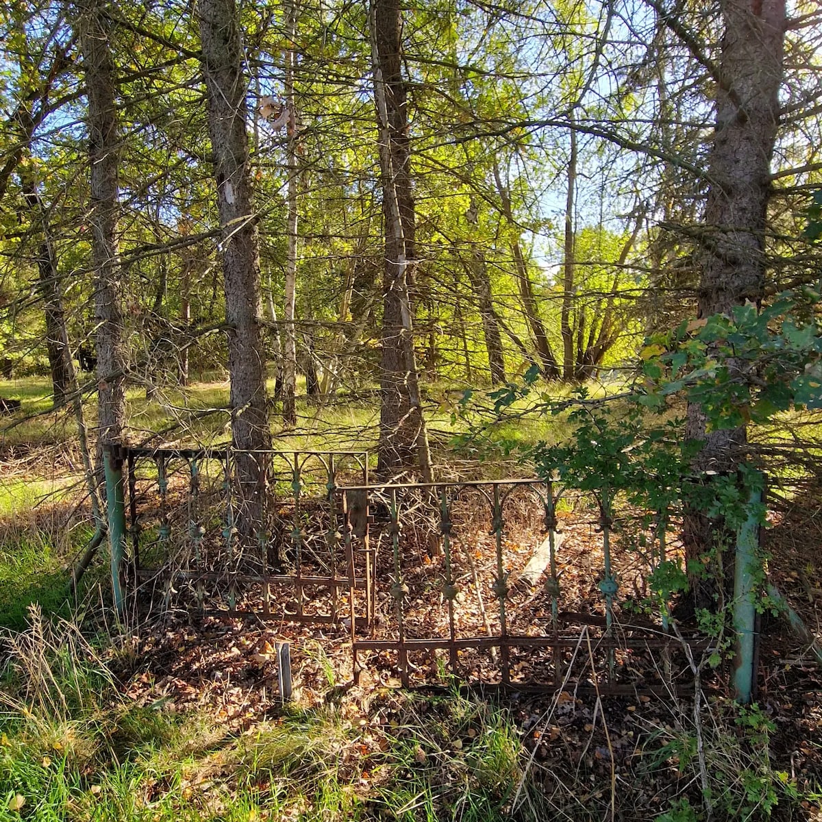 An intricately designed wrought iron gate stands slightly ajar amidst tall trees and greenery. Sunlight filters through the leaves, creating dappled patterns on the ground, while fallen leaves and underbrush surround the gate, adding a touch of nature to the scene.