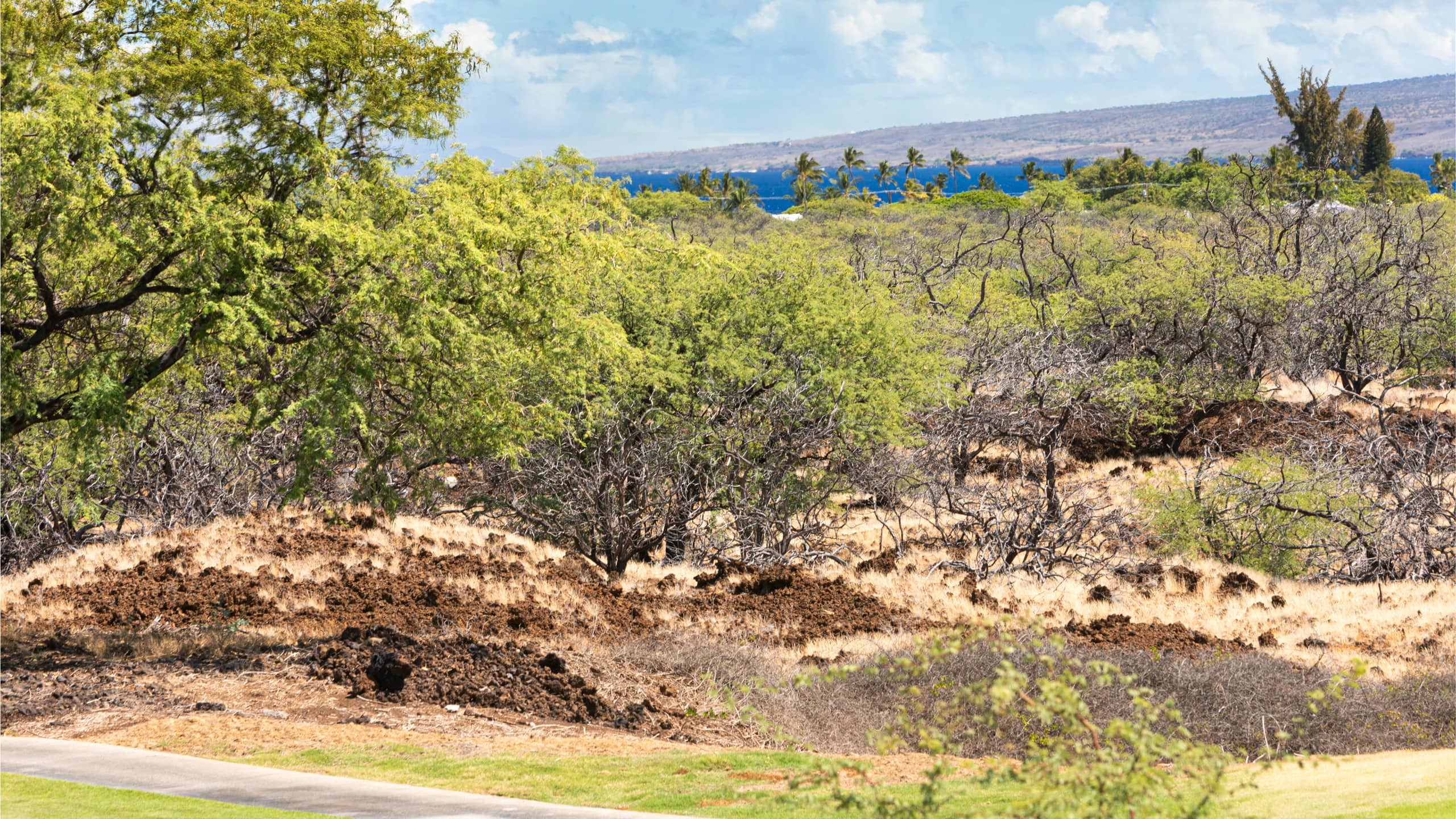 Home in Waimea · ★4.96 · 4 bedrooms · 6 beds · 3 baths - Image 61