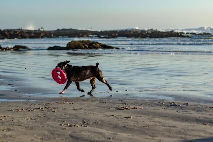 Beachfront Villa with Pool, 5-bedroom gallery image 3