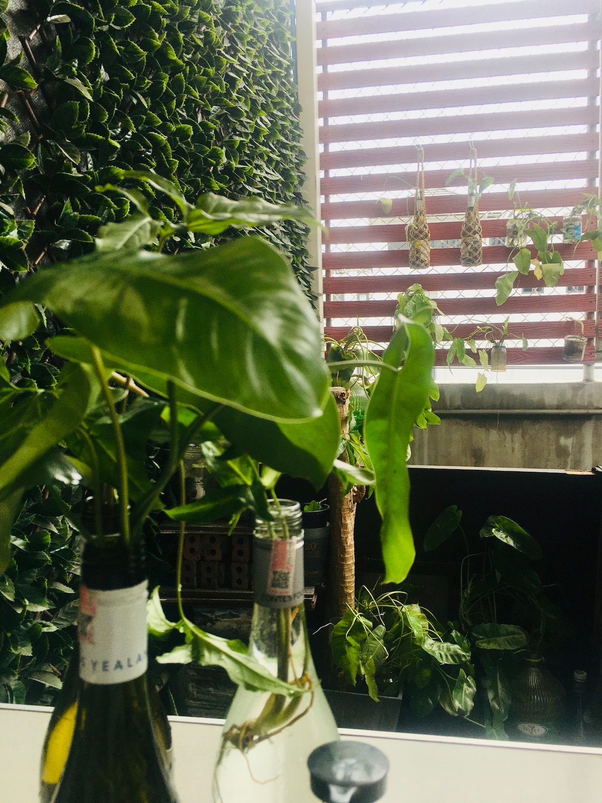 Lush green plants are displayed against a textured wall, enhancing the space's natural aesthetic. A glass bottle partially filled with water holds a vibrant green leaf in the foreground. Sunlight filters through wooden slats, casting soft shadows across the room.