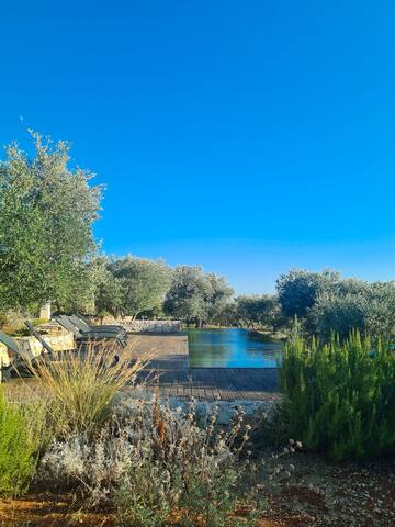 Alberovivo – Design e tradizione in Valle d’Itria gallery image 5