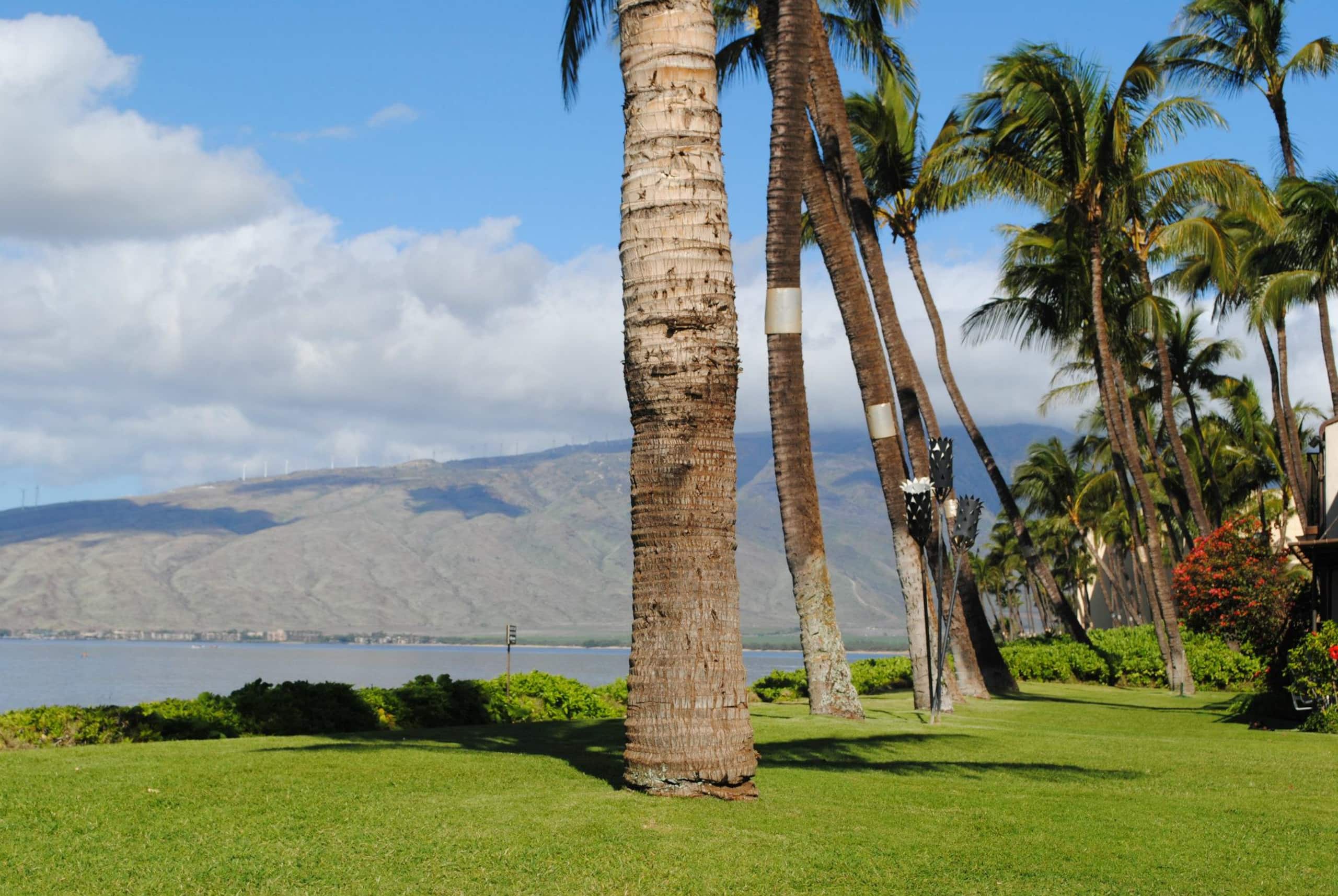 Condo in Kihei · ★4.97 · 2 bedrooms · 2 beds · 2 baths - Image 64