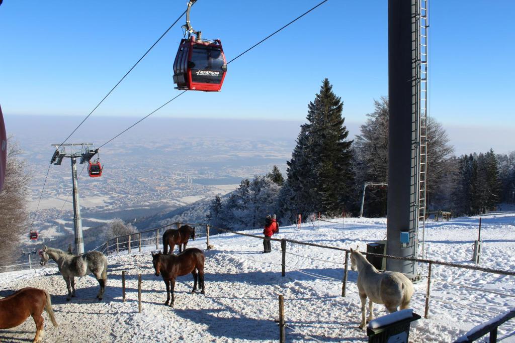 A scenic winter landscape features a snow-covered hillside with several horses standing near a fence. A cable car can be seen in the background against a clear blue sky. A person is visible near the horses, enjoying the serene surroundings.