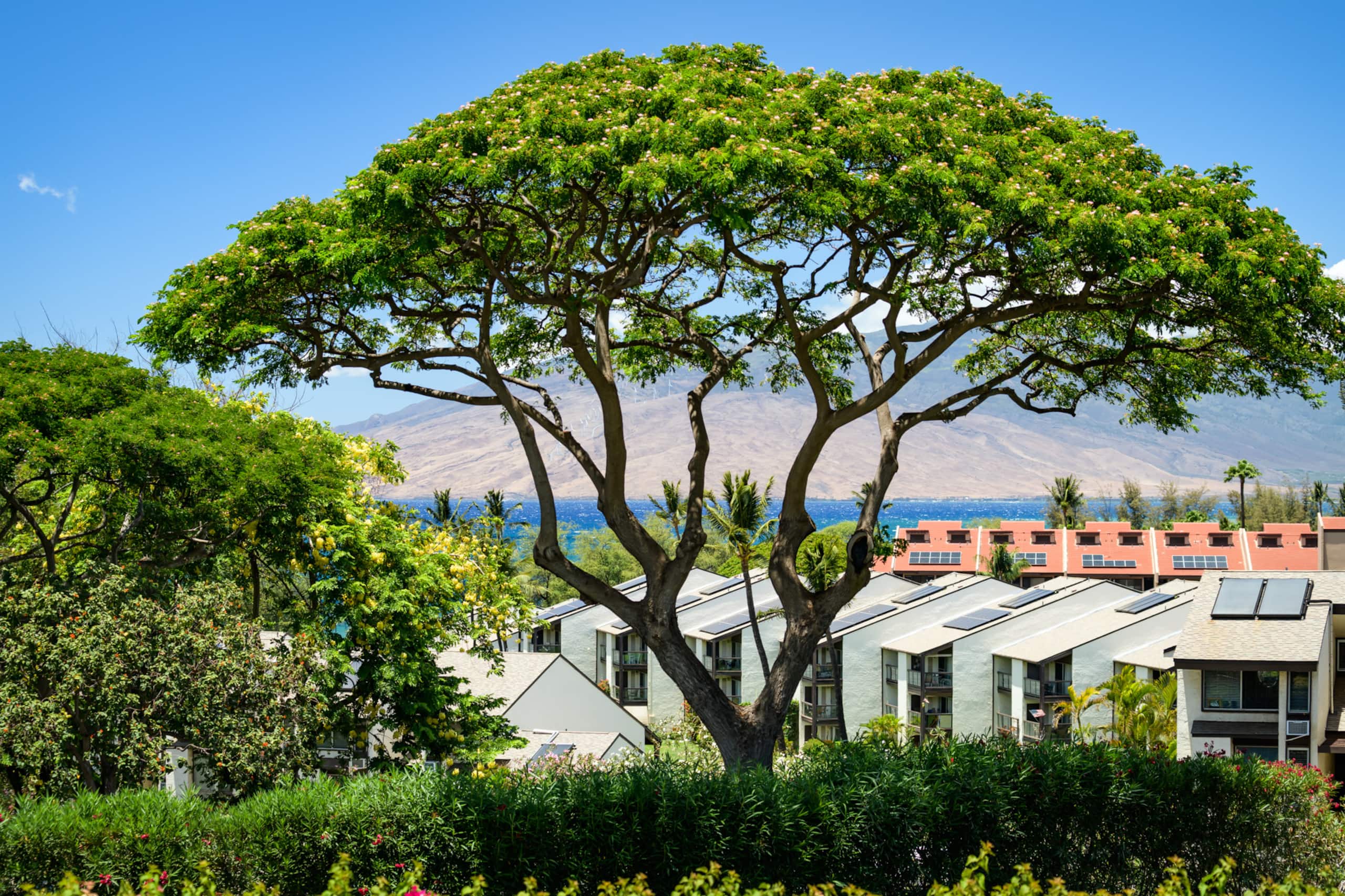 Condo in Kihei · ★4.98 · 1 bedroom · 1 bed · 2 baths - Image 23