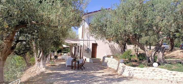 Among the olive trees, a stone's throw from the sea