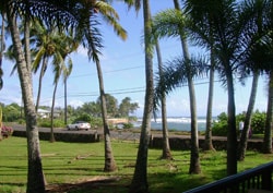 Lush palm trees are visible in the foreground, framing a view of the ocean in the distance. A grassy area extends beyond the trees, and a road is seen beyond with a few parked vehicles. The sky is clear with a few scattered clouds.