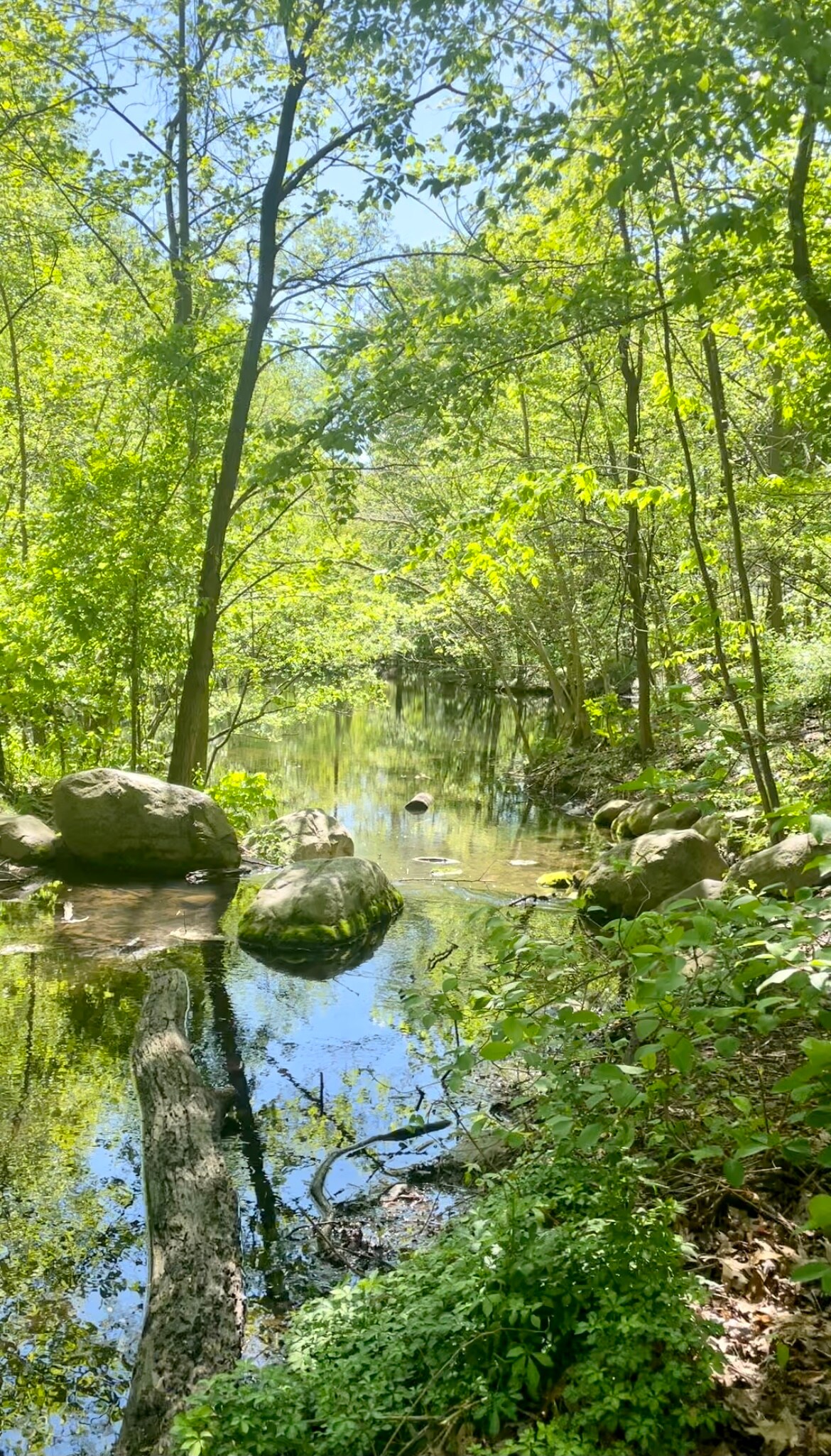 A serene scene of a tranquil water body surrounded by lush greenery. Tall trees rise above while large rocks frame the water's edge. Reflections of the trees are visible on the calm surface of the water, creating a peaceful natural setting.