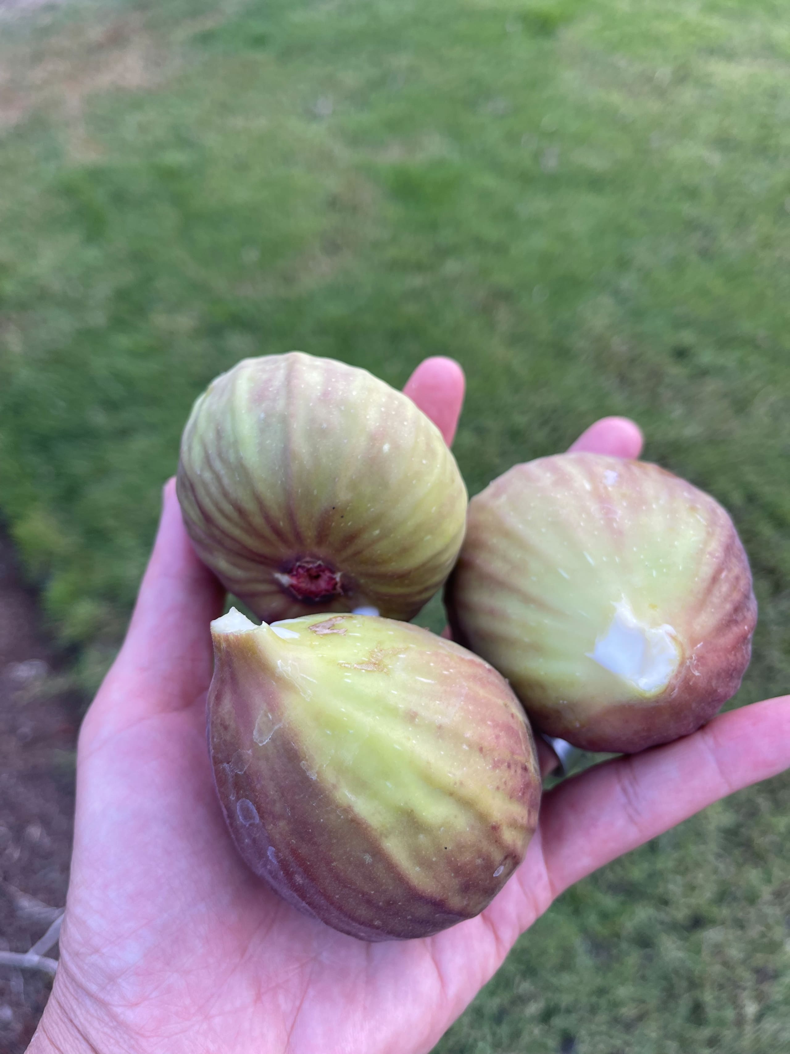 Entire House Peaceful retreat 4BR Waikoloa beach - Photo 69