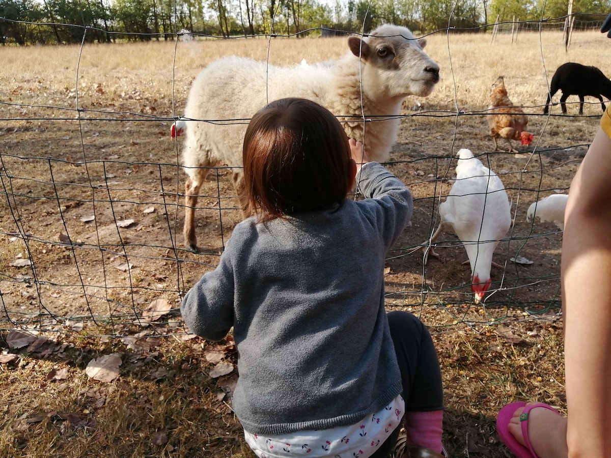 A child leans against a fence, observing a sheep. The scene includes a few chickens nearby and an open field with sparse grass. Trees are visible in the background, suggesting a rural setting.