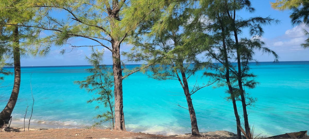 A serene beach scene is framed by tall pine trees, their needles gently swaying in the breeze. The clear turquoise waters extend to the horizon, contrasting with the sandy shore. A bright sky with soft clouds enhances the tranquil atmosphere of the location.