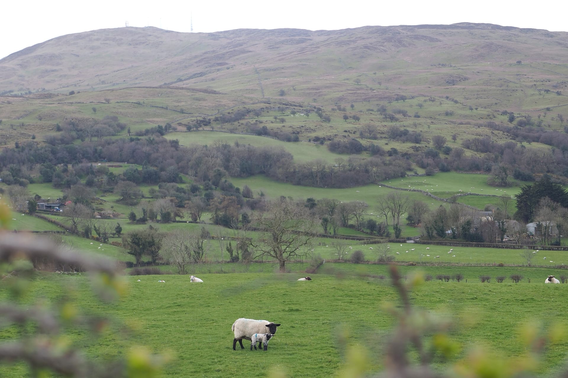 Willow Cottage Dromara — photo 4