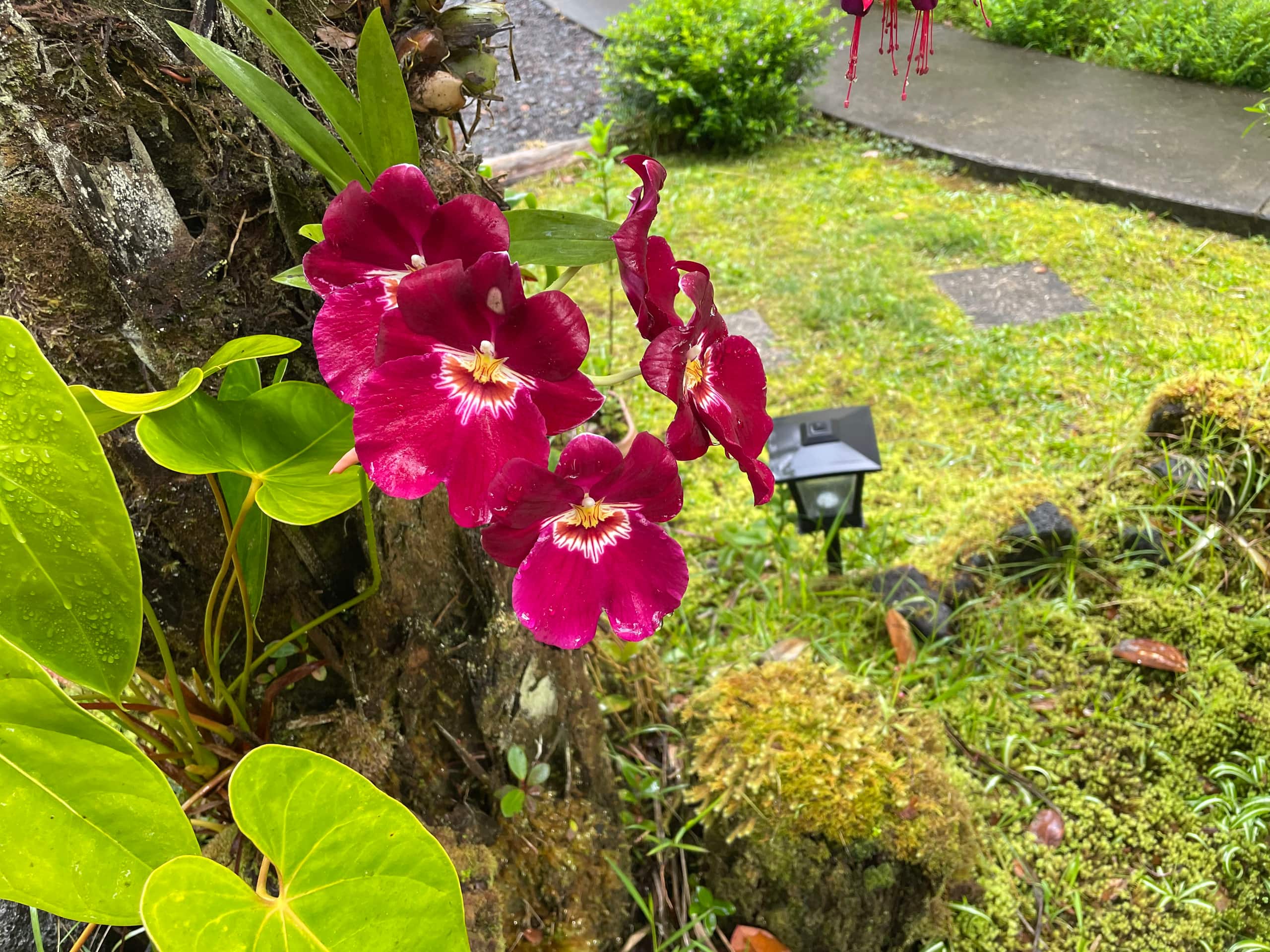 Guesthouse in Volcano · ★4.93 · 1 bedroom · 1 bed · 1 private bath - Image 22