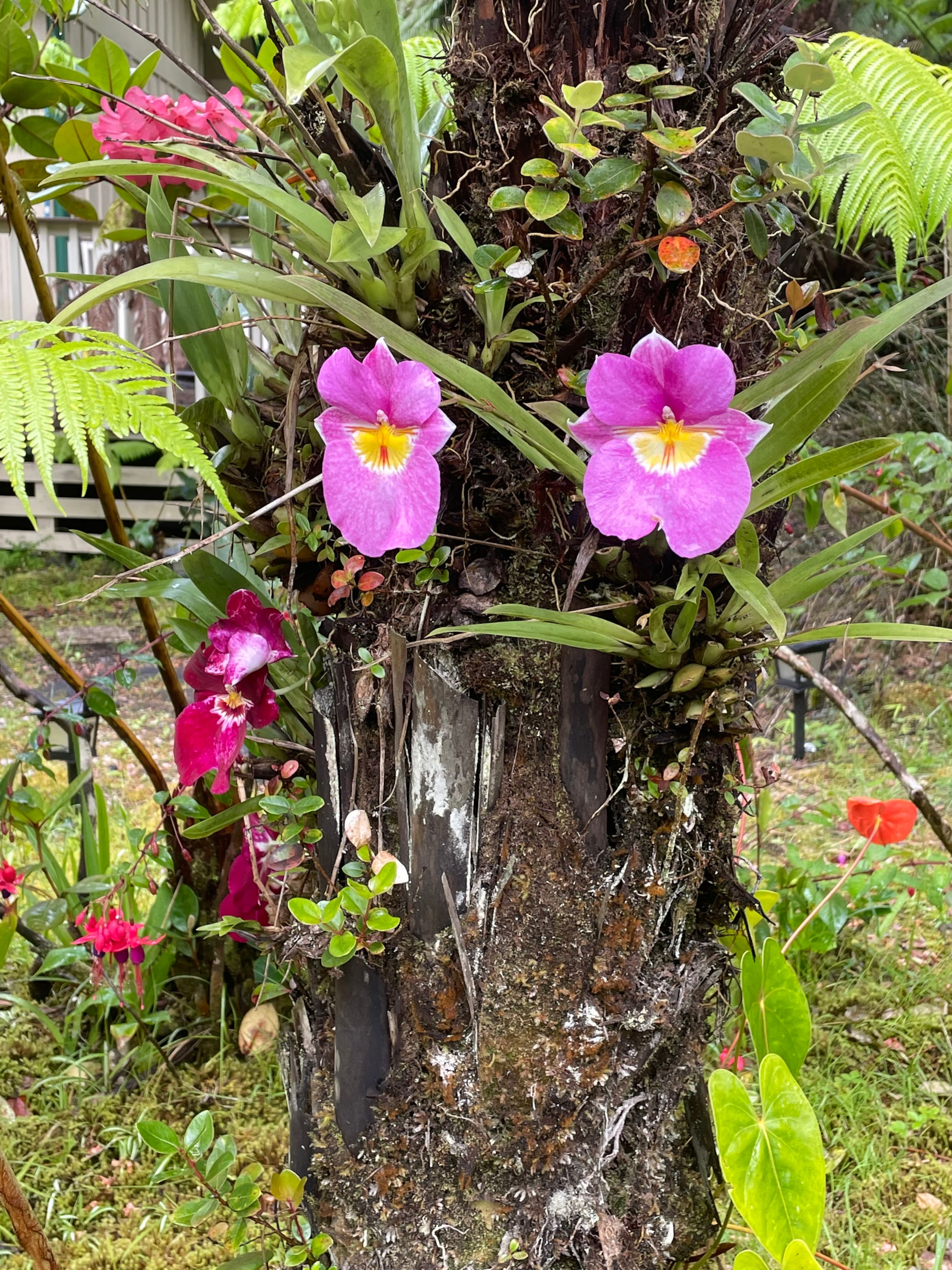 Guesthouse in Volcano · ★4.93 · 1 bedroom · 1 bed · 1 private bath - Image 19
