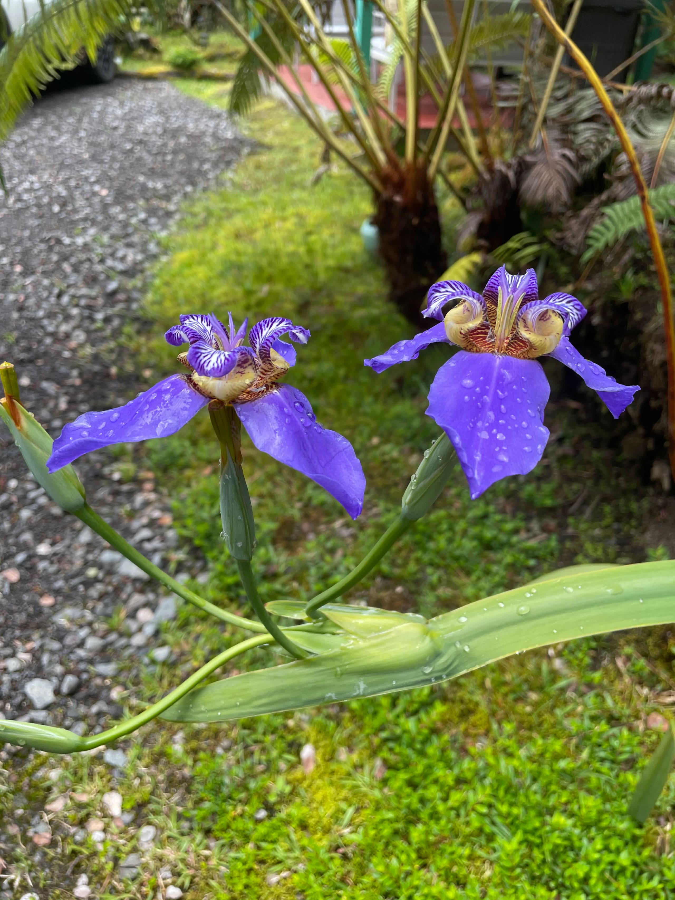 Guesthouse in Volcano · ★4.93 · 1 bedroom · 1 bed · 1 private bath - Image 23