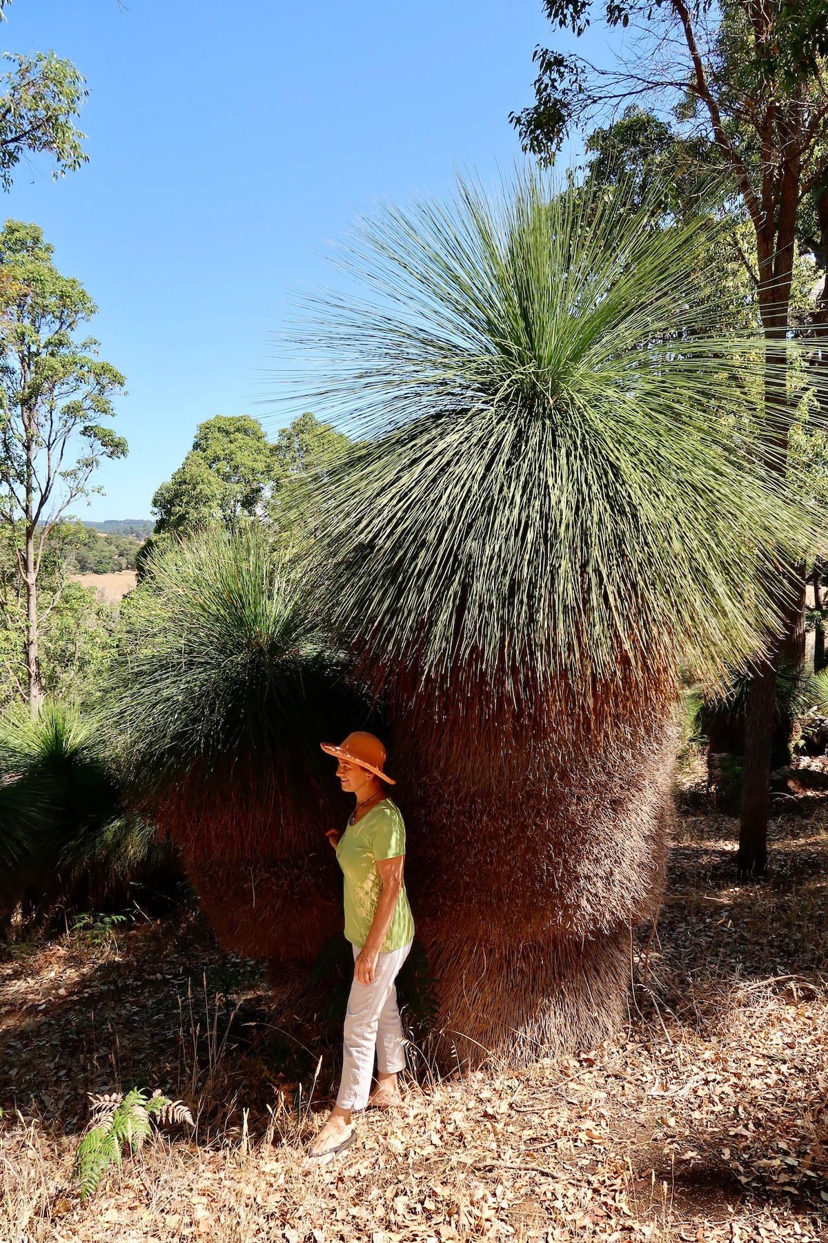 A person stands beside an ancient grass tree, characterized by its tall, spiky green foliage atop a thick, bushy base. Surrounding trees and a clear blue sky are visible, emphasizing the natural beauty of the rural landscape.