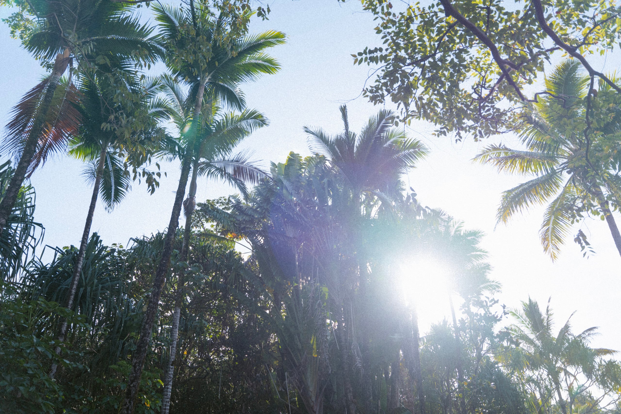 Cabin in Pahoa · ★4.96 · 1 bedroom · 4 beds · 1 private bath - Image 37