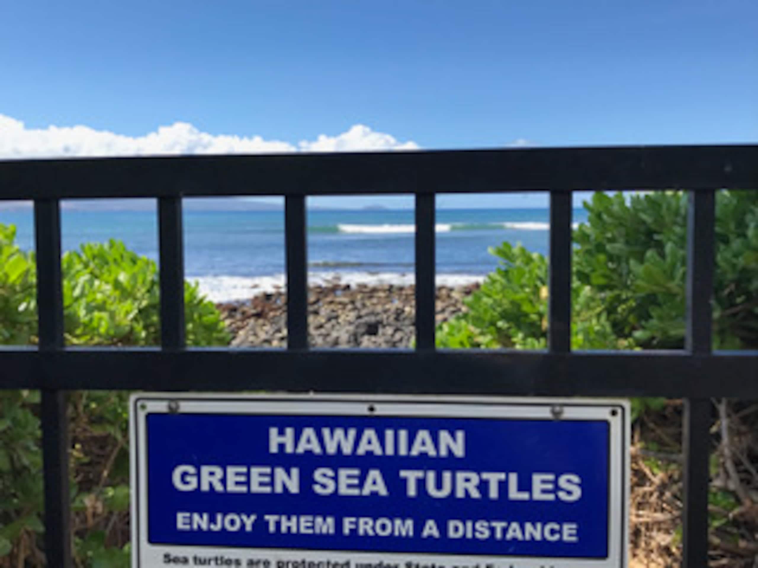 Condo in Wailuku · ★4.97 · 1 bedroom · 1 bed · 1 bath - Image 42