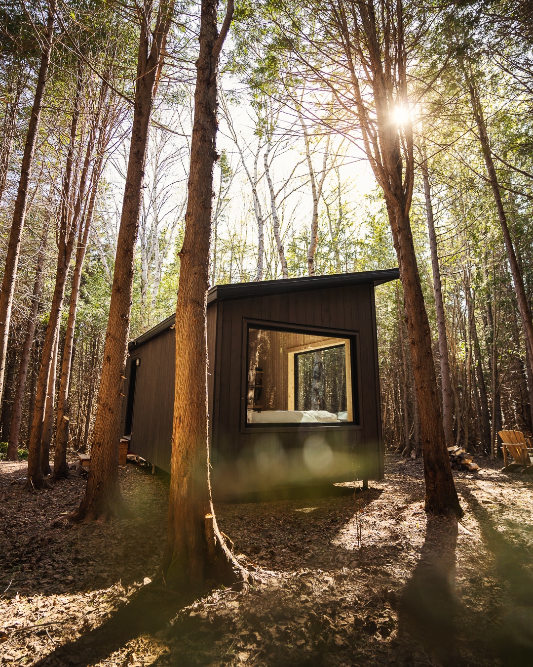 The cabin is nestled among tall cedar trees, featuring large windows that provide natural light. Its modern design is highlighted by a sloped roof and a serene forest setting, creating a peaceful retreat surrounded by nature.