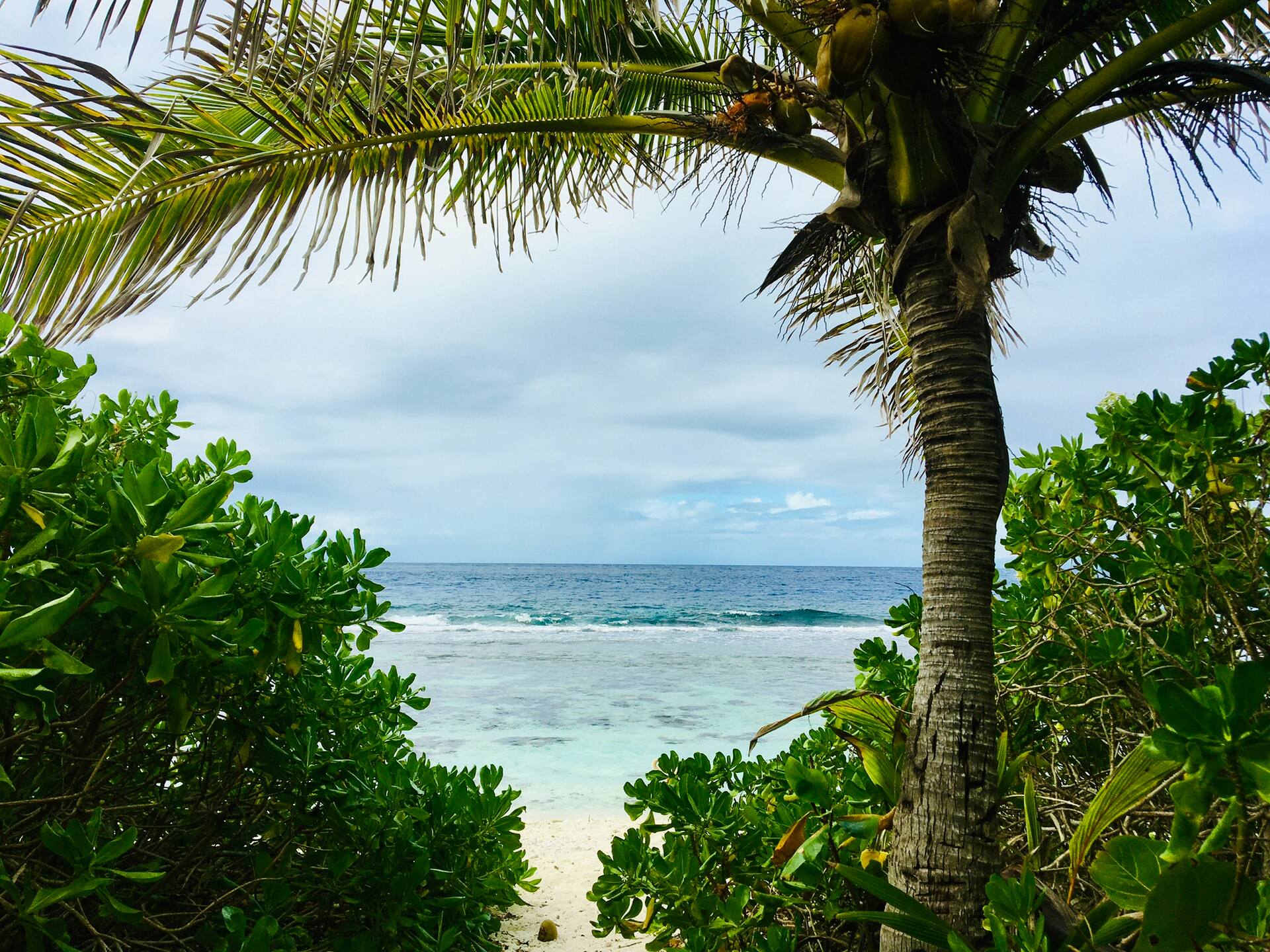 Cottage « the papaya tree » — foto 4