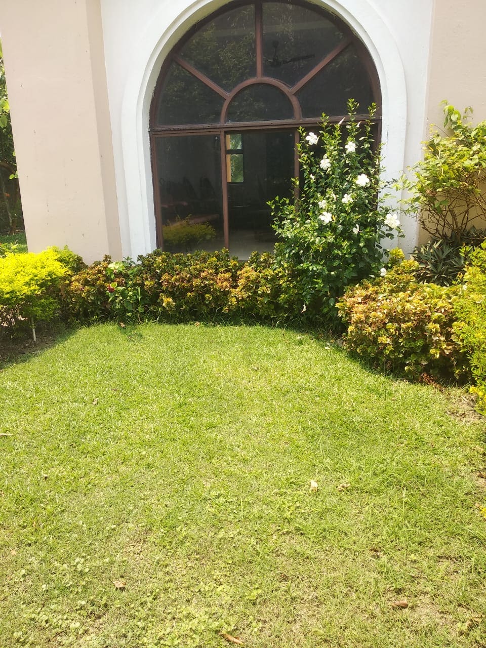 A lush green lawn is framed by carefully tended shrubs and flowering plants, leading to an arched window. The light streaming through the window suggests a bright indoor space, enhancing the natural greenery outside.