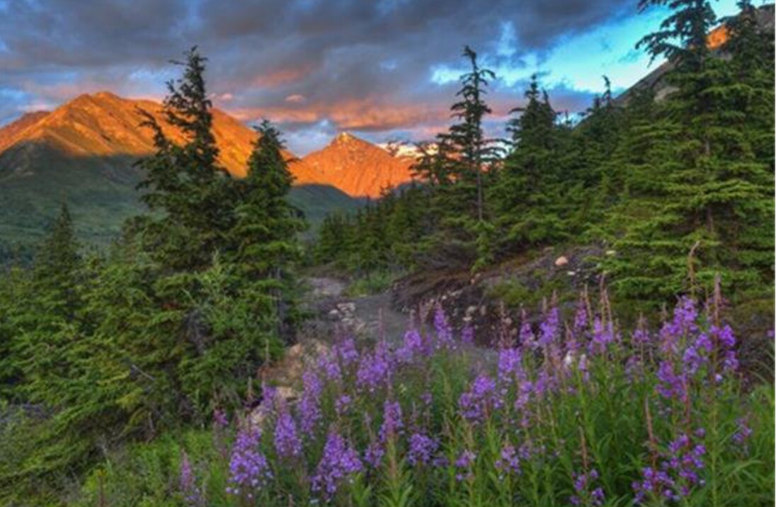 Lush green trees line a rocky pathway, leading through vibrant purple wildflowers. Mountains are visible in the background, illuminated by the golden light of sunset, while clouds drift above, showcasing a blend of blues and oranges in the sky.