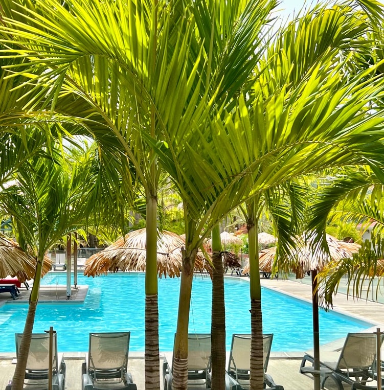 A serene pool area is surrounded by tall palm trees, creating a tropical ambiance. Chaise lounges are positioned by the water, inviting relaxation. Thatched umbrellas provide shade alongside the clear blue pool, which reflects the sunlight, enhancing the tranquil setting.