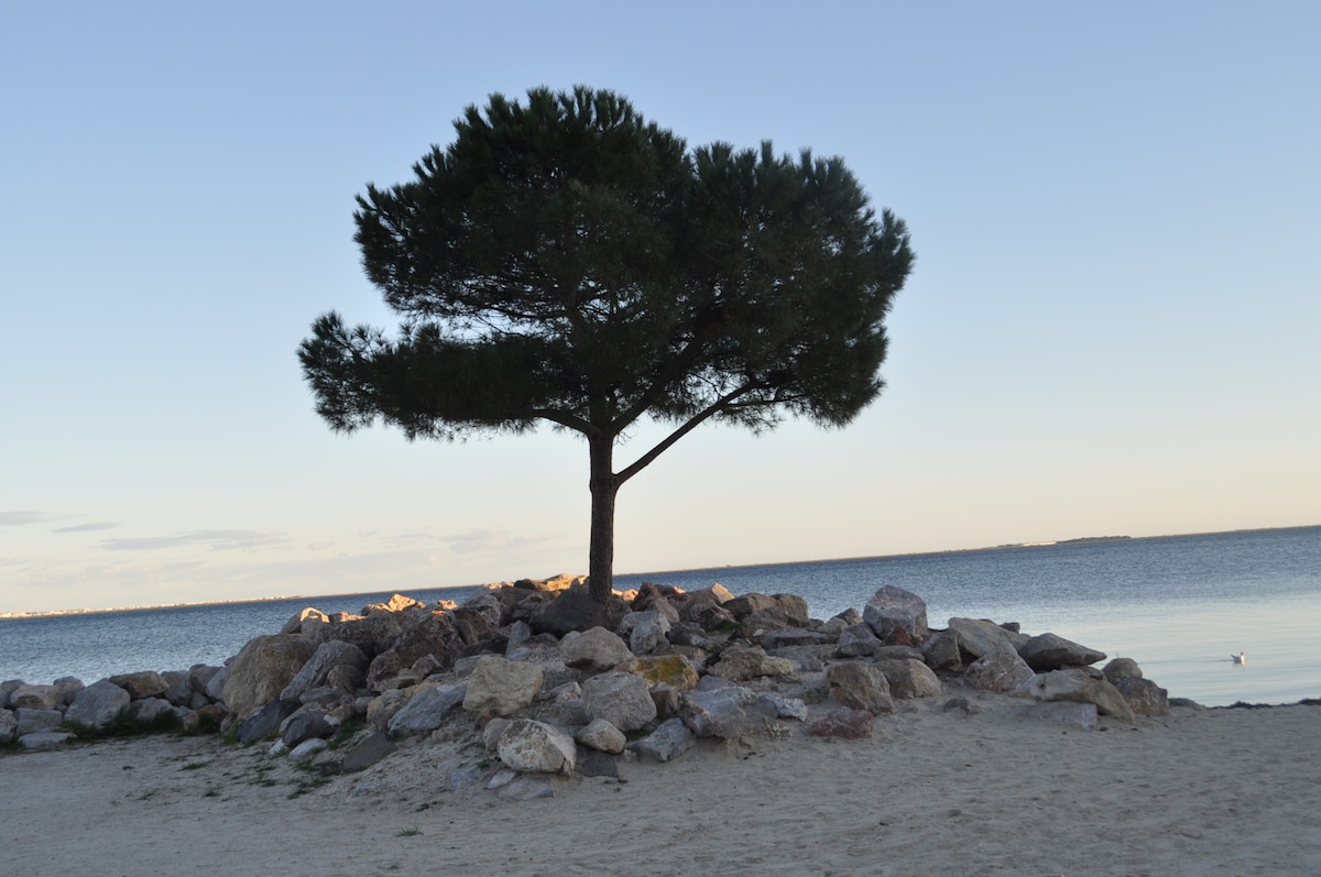 A solitary tree stands on a rocky outcrop by the shore, surrounded by smooth stones. The calm water reflects the sky, creating a serene environment. The horizon displays a gentle transition of colors as the day draws to a close.