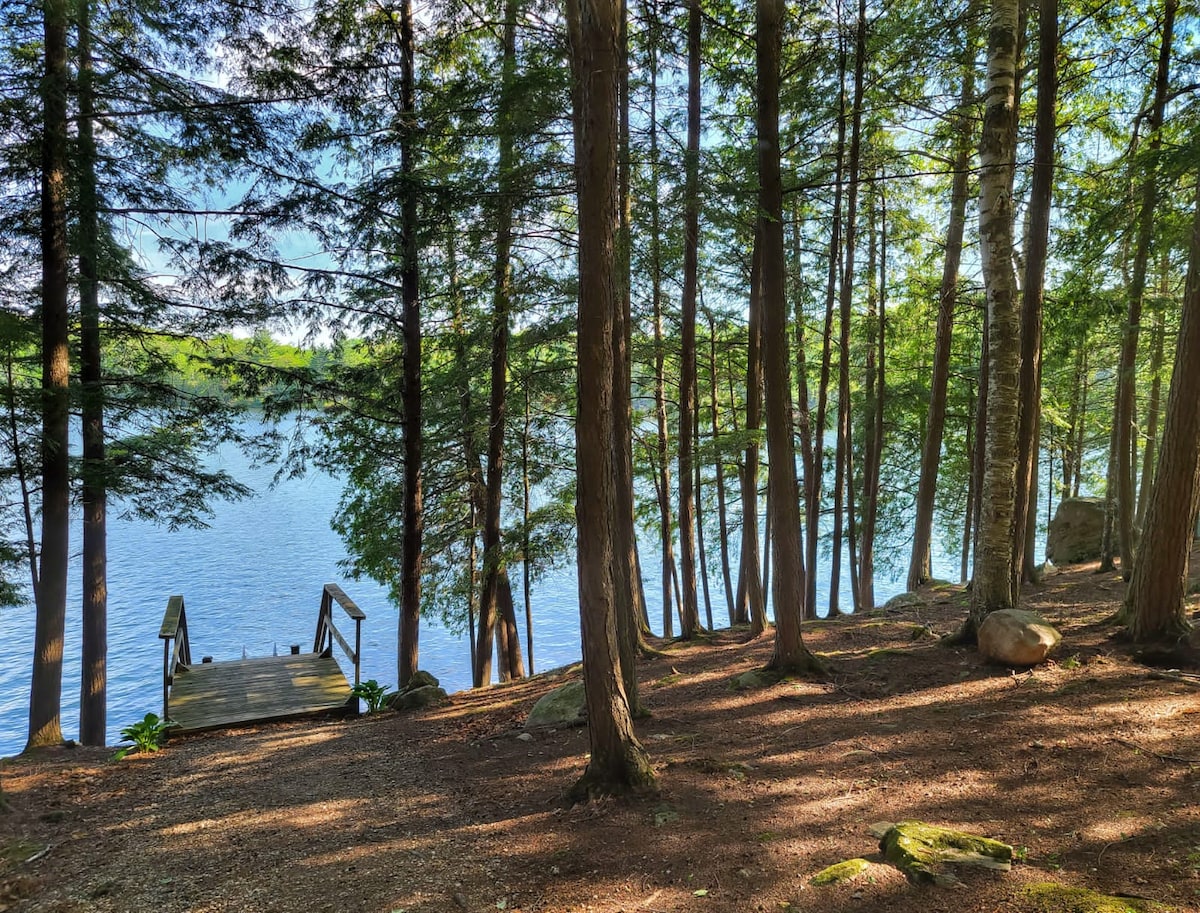 A serene view of the lakeshore surrounded by tall cedar trees. A wooden dock extends towards the calm water, inviting guests to enjoy nature's tranquility. The ground is covered with a mix of fallen leaves and smooth rocks, with gentle sunlight filtering through the trees.