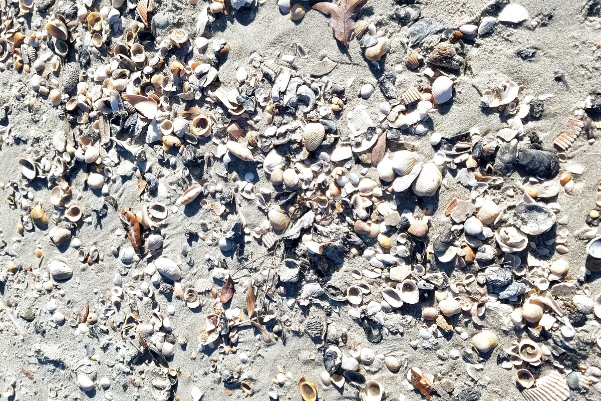 A sandy beach is covered with a variety of seashells, including different shapes and sizes. The shells are scattered across the area, creating a natural mosaic. Some sand dollars and smaller fragments are also visible among the larger shells, indicating a rich coastal environment.
