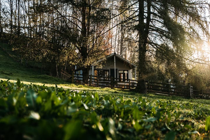 Larch Cabin Scotland: hidden gem in wooded valley